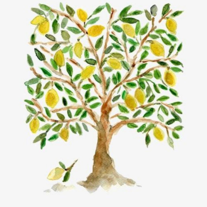 lemon tree