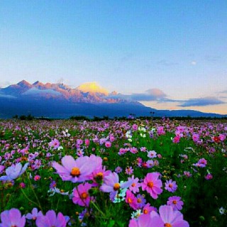 板藍花兒開【原版伴奏】