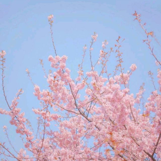 盲目自信【高清 立明】