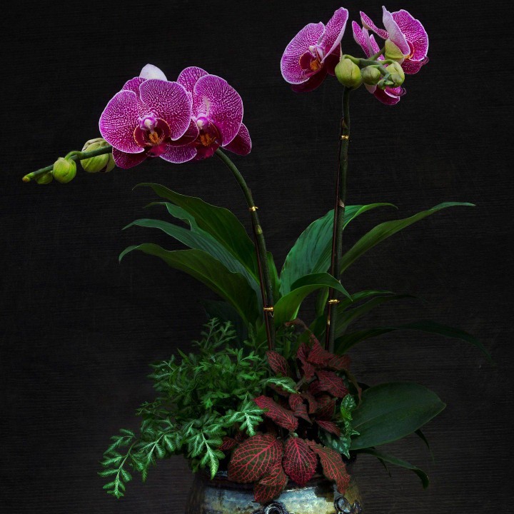 夜深人静更想你 - 紫馨兰 唱吧,玩音乐,就上唱吧!