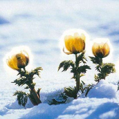 冰山雪莲