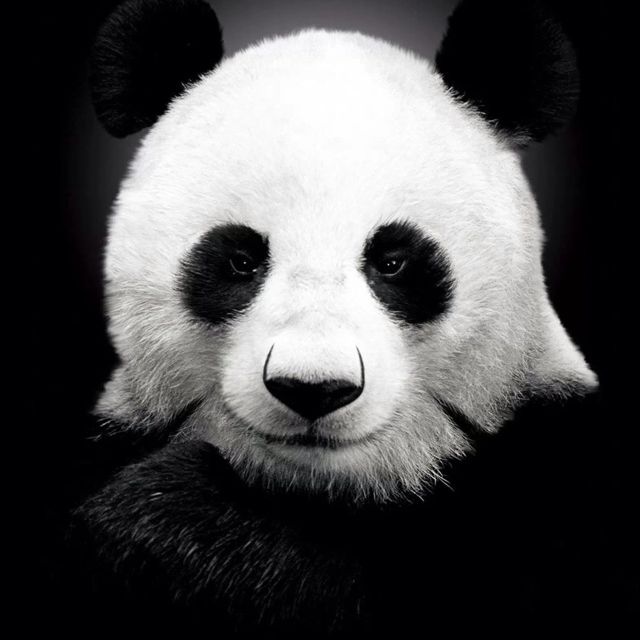 黑眼圈的熊猫的作品