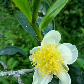 主啊愿你拉着我们的手 - 以马内利 珍珍 唱吧,玩音乐,就上唱吧!