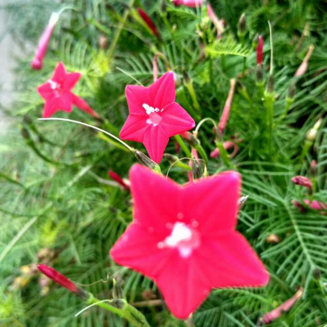 小小新娘花