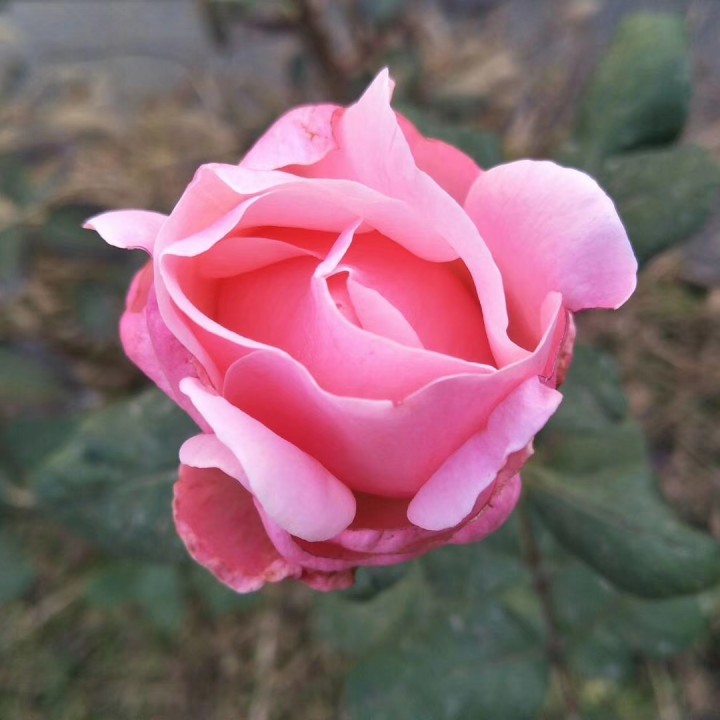 小小新娘花