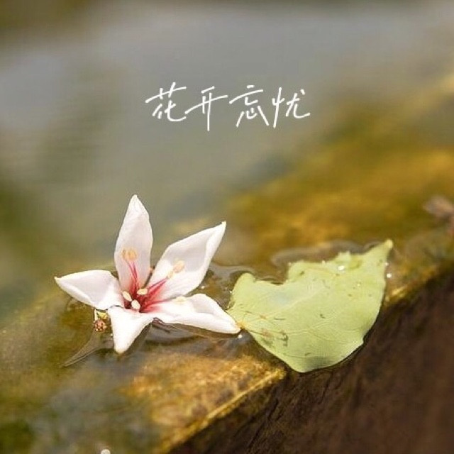 花开忘忧