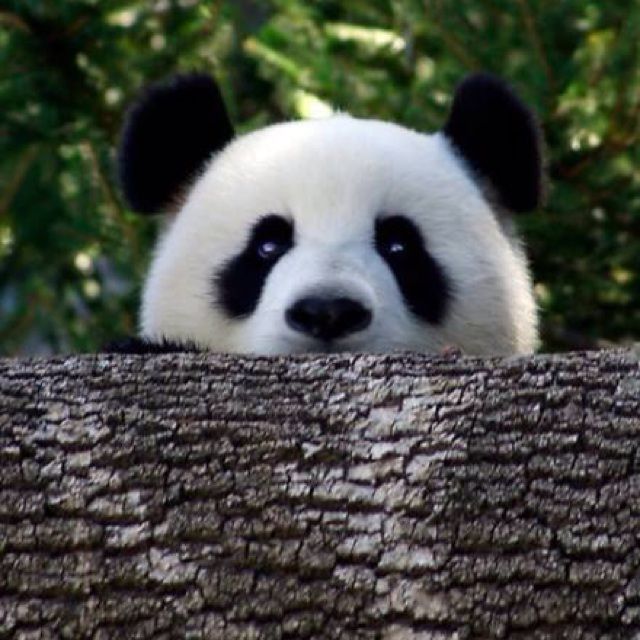 南屏晚钟 - 吃饱饭晒太阳的懒熊猫 唱吧,听见歌声遇见你