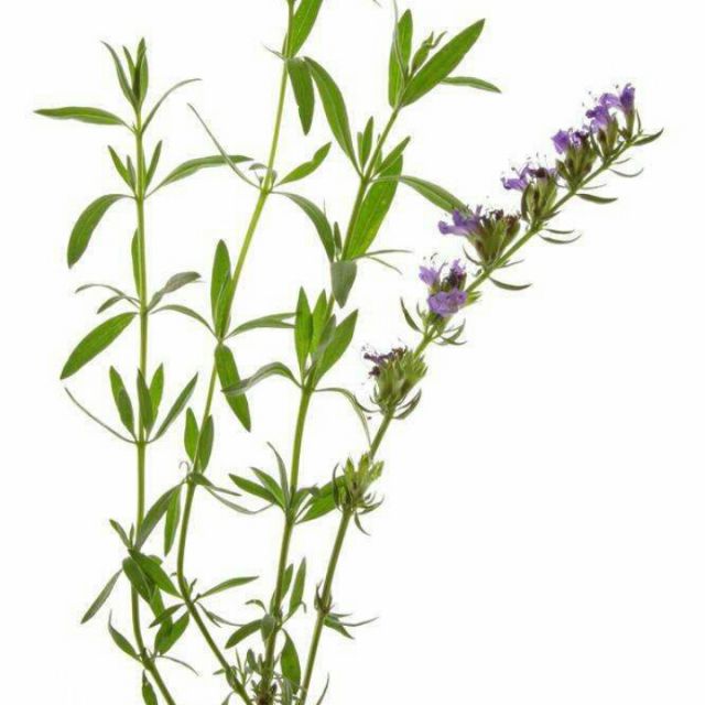 牛膝草549 唱吧,听见歌声遇见你