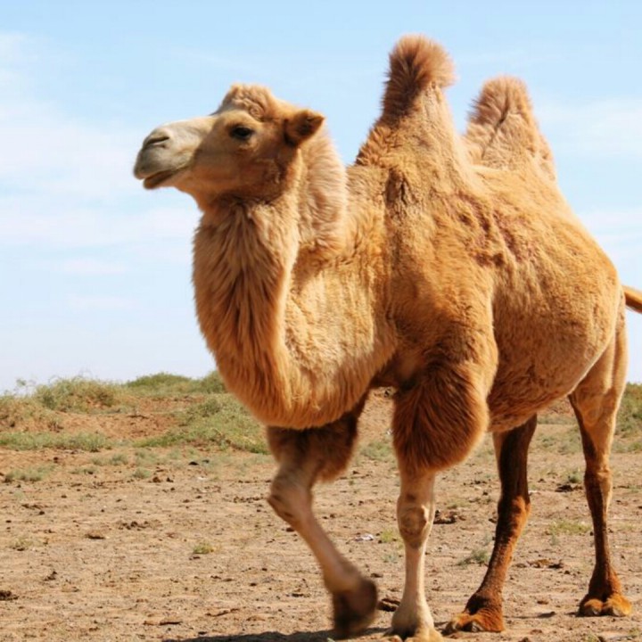 陆工大沙漠骆驼图片