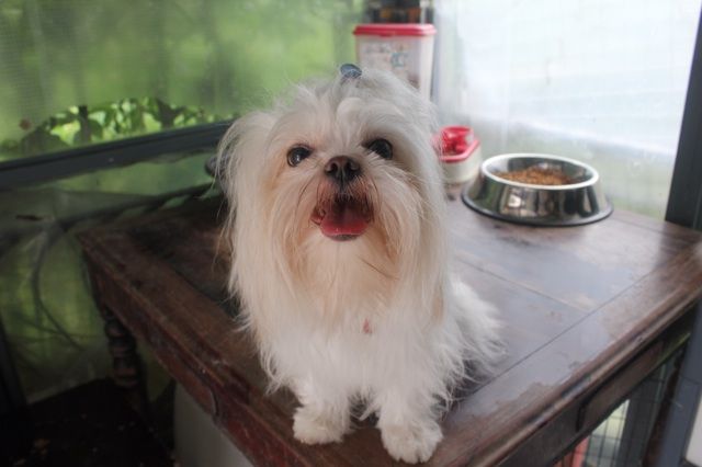 至少还有你 — 开心狗仙