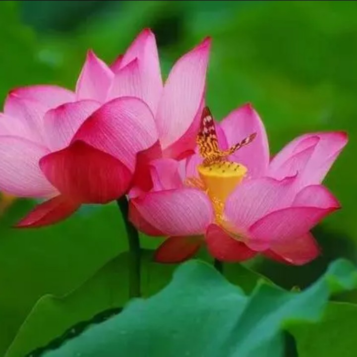 儿童诗歌521首 新约目录歌