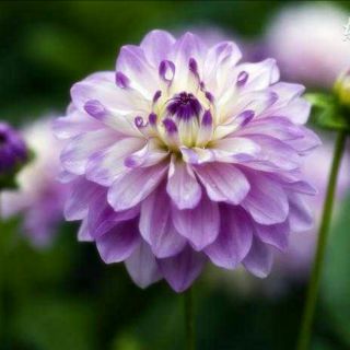 野百合也有春天