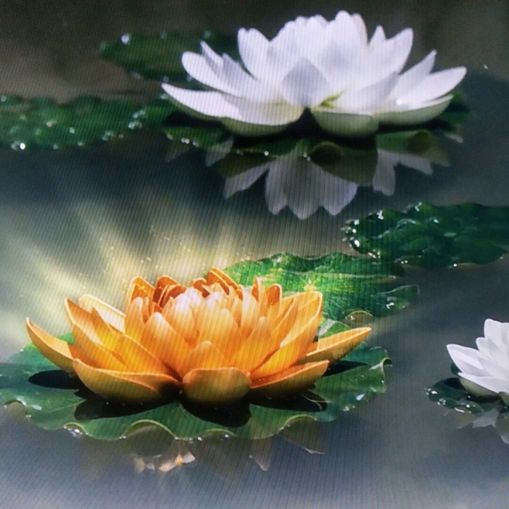 彩云伴海鸥 - 七朵莲花 唱吧,听见歌声遇见你