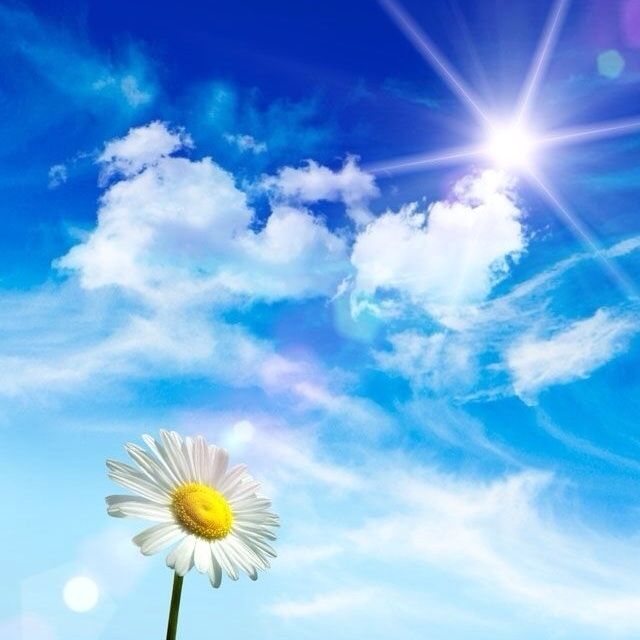 樱花草