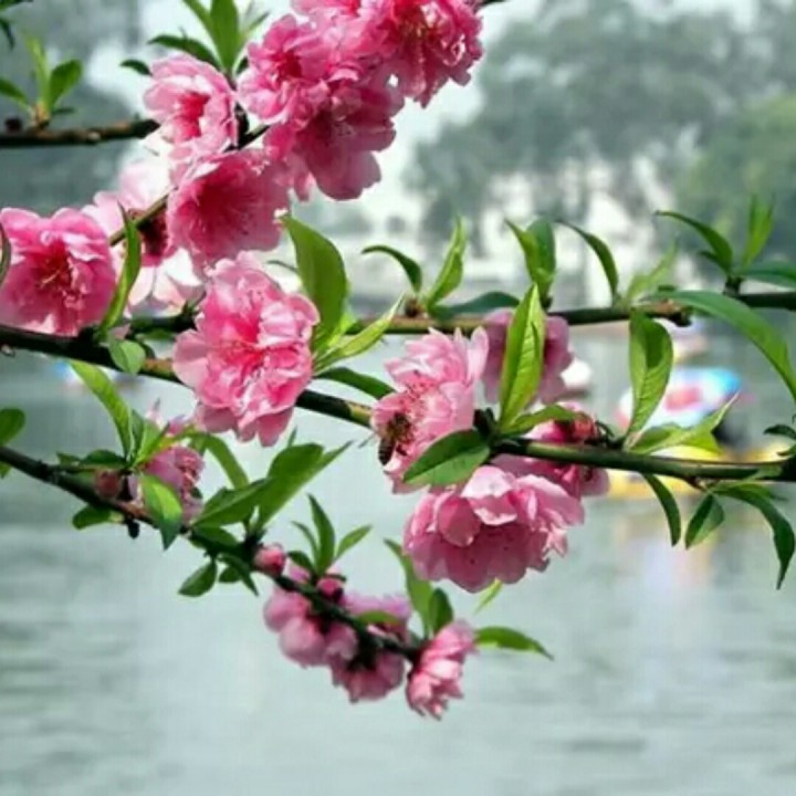浓情万缕