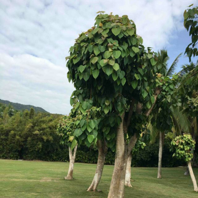 青青菩提树