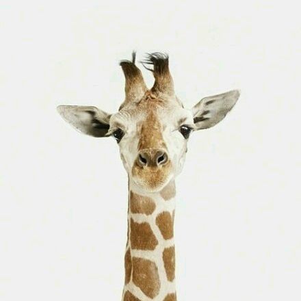 < のらねこ野良猫的主页 のらねこ野良猫的作品