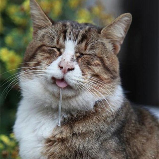 谢谢哑虎 - 卓尔大boss 唱吧,最时尚的手机ktv