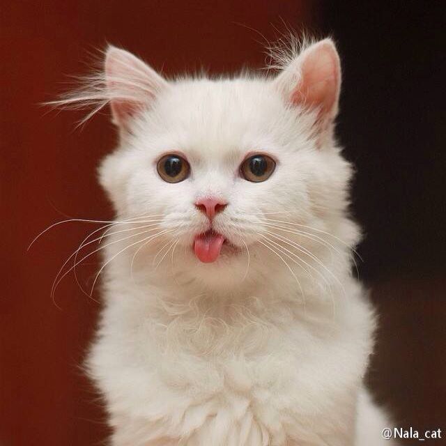 奇妙能力歌, - 猫七七呀 唱吧,听见歌声遇见你