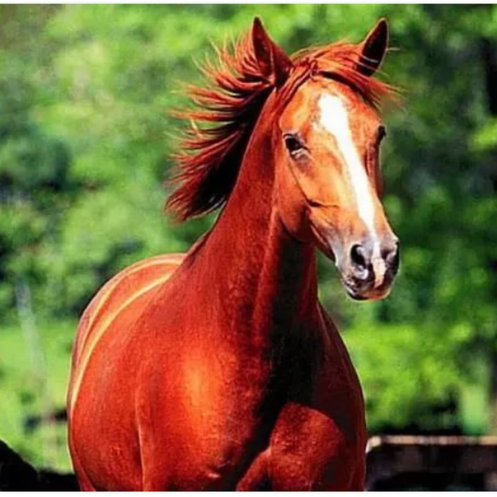 离人愁 - 新马泰星光大道2号 唱吧,玩音乐,就上唱吧!