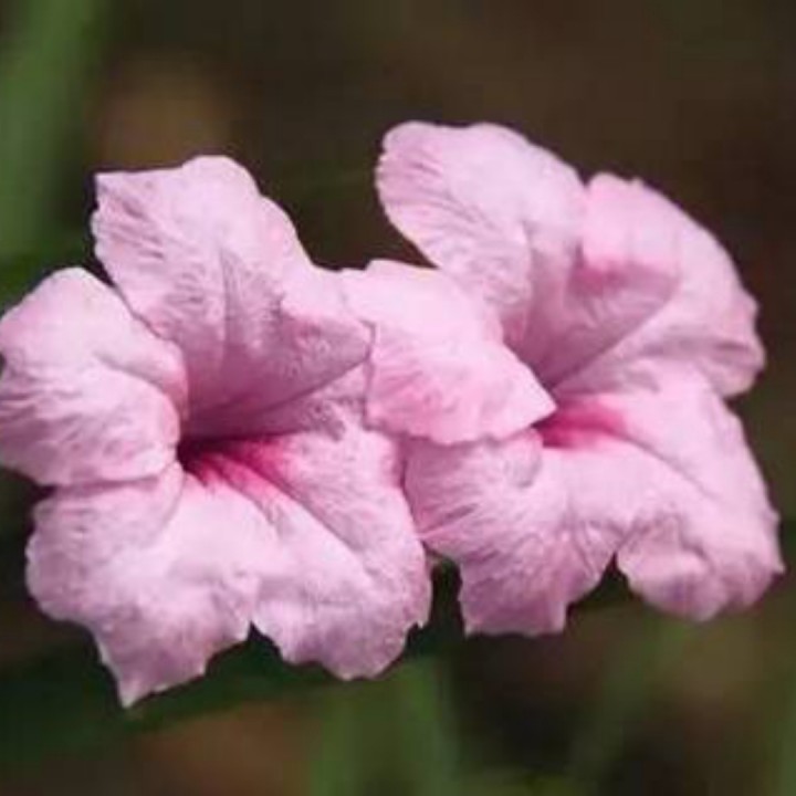 花开的时候你就来看我【糖豆制作】 - 柳叶眉 唱吧,听见歌声遇见你