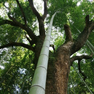 是谁 把思念遗落在风里【侯剑制作】 - 一 棵树 唱吧,玩音乐,就上唱吧