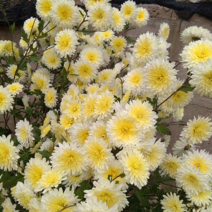 当你的秀发拂过我的钢枪