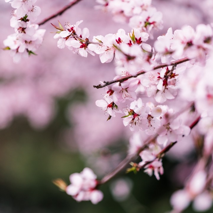 桃花渡口 細雨蘭舟煙花瘦【哇哈哈朗誦】