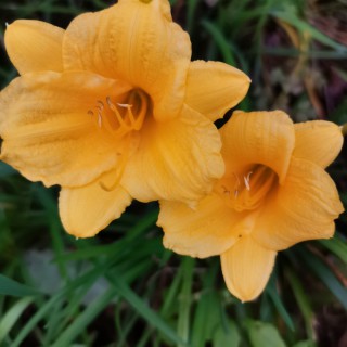 朝阳沟银环下山【豫剧】