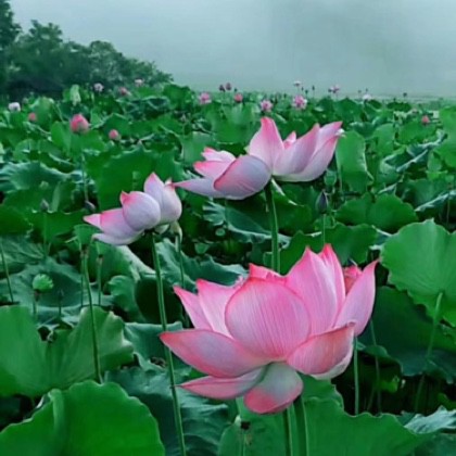 海会莲池