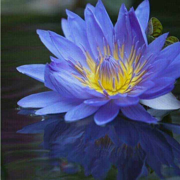 错过了缘分错过你 - 紫馨兰 唱吧,听见歌声遇见你