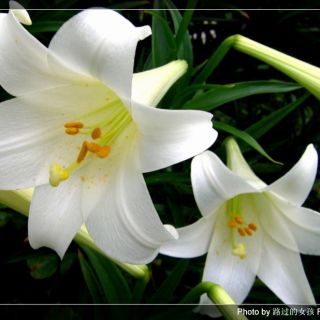 呼伦贝尔大草原【降过半音】 - 沁水百合baihe 唱吧,听见歌声遇见你