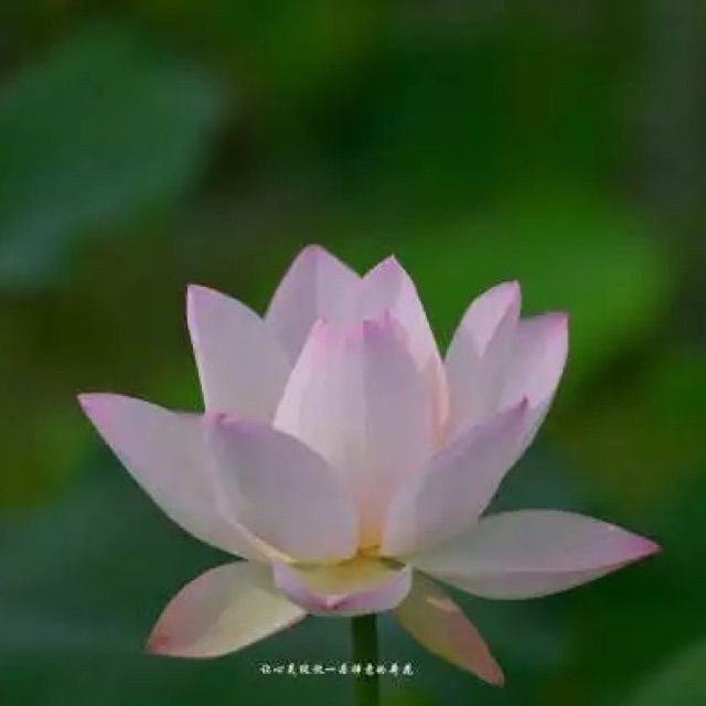 锡剧 红色恋人