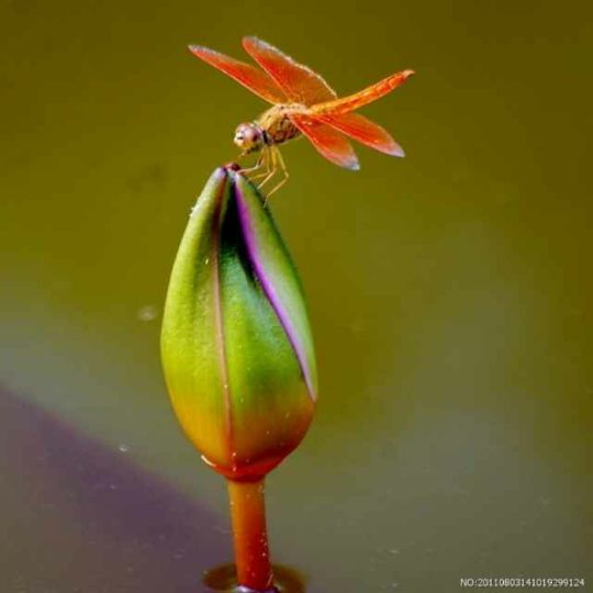 你不来我不老【原版伴奏】 - 玉蜻蜓 唱吧,玩音乐,就上唱吧!