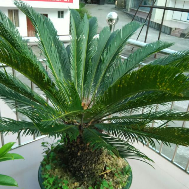 明天你是否依然爱我 - 河池龙蛇 唱吧,玩音乐,就上唱吧!
