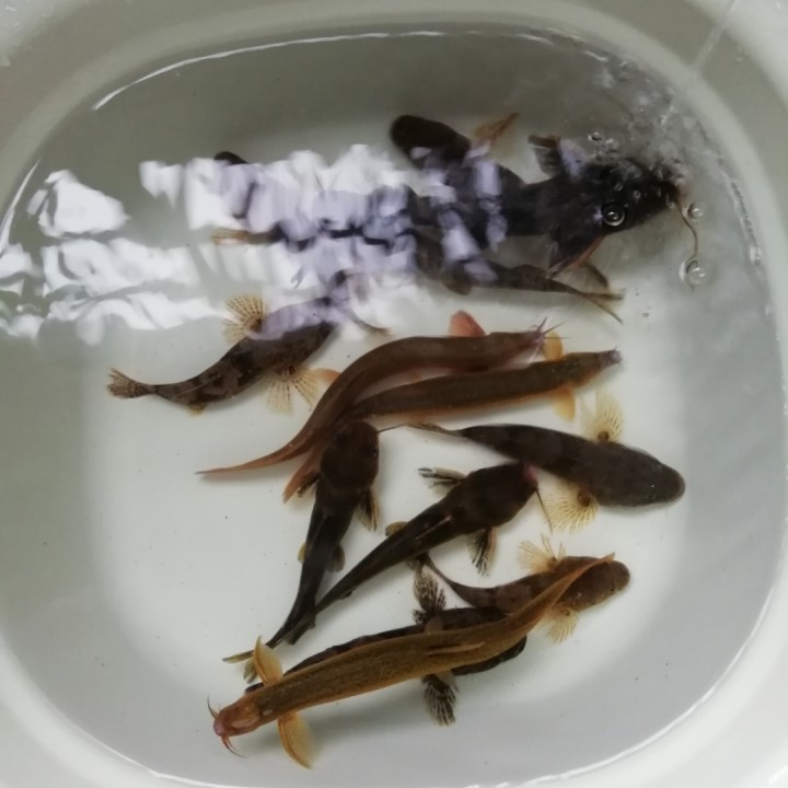 越剧 狸猫换太子 肝胆裂呀心悲怆 - 沙漠王子. 唱吧,听见歌声遇见你