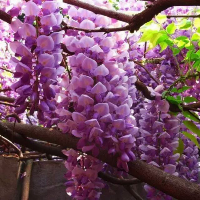 二人转西厢观花选段【原版】