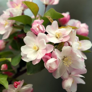 姚淑淸 爱到深处全是泪 姚淑淸 莺莺五更【冷酷】 姚淑淸 光棍哭妻