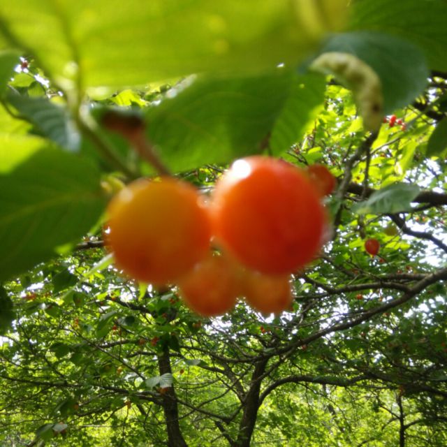 无言的结局 - 木水灵pj快楽家族 唱吧,玩音乐,就上唱吧!