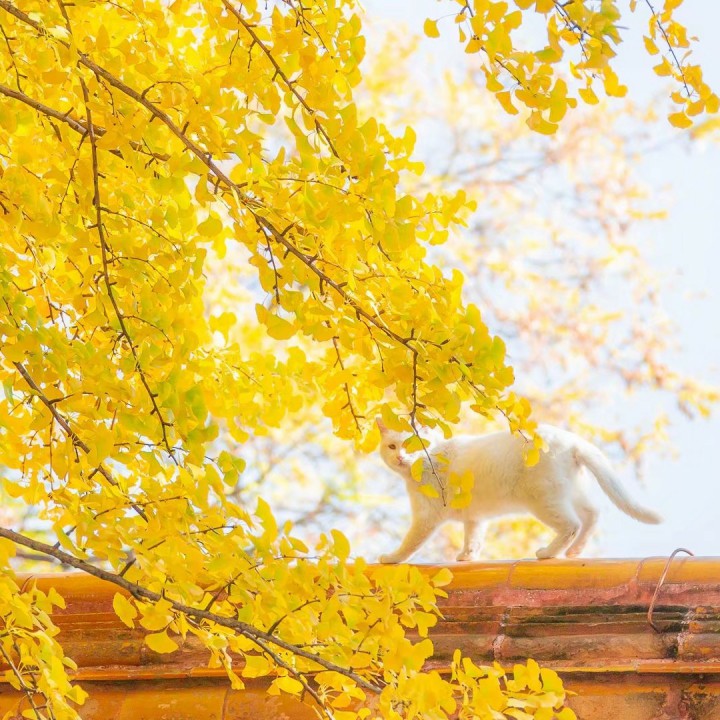 花枝春野