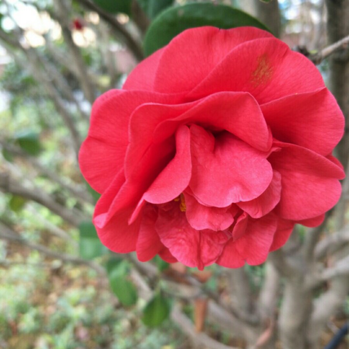 红尘花一朵