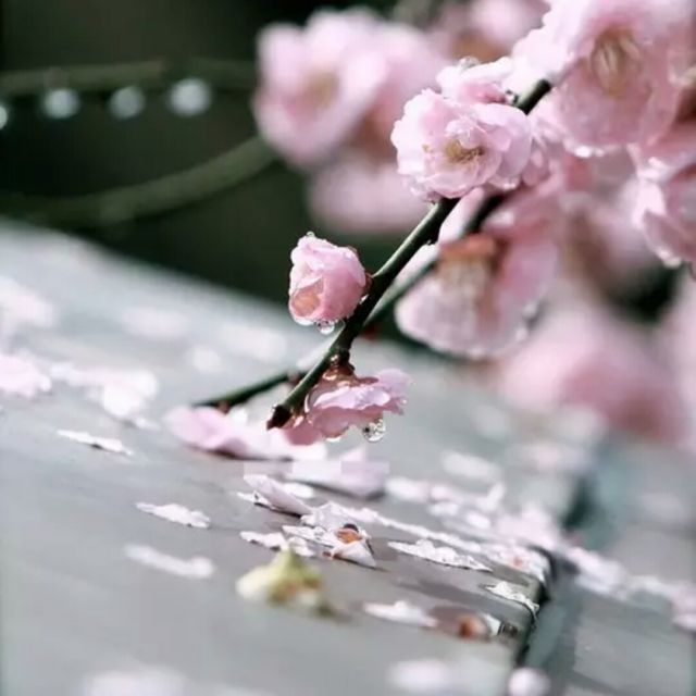 没有你陪伴真的好孤单【rr制作 原版】