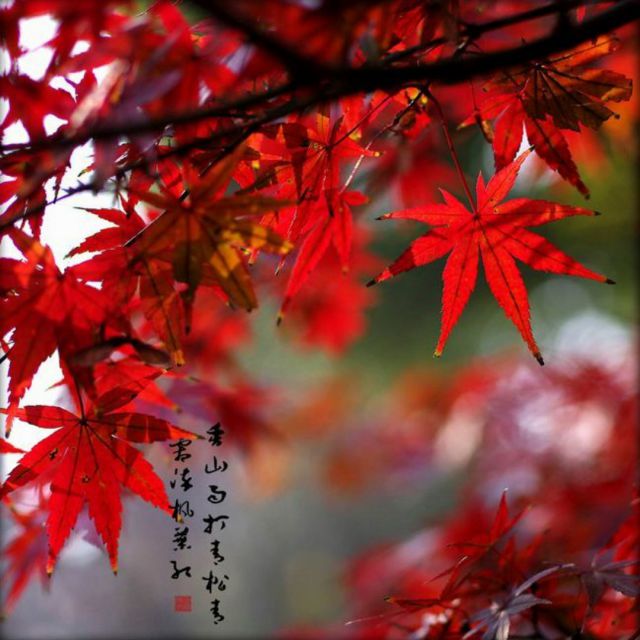 枫- lee~~先森 唱吧,听见歌声遇见你