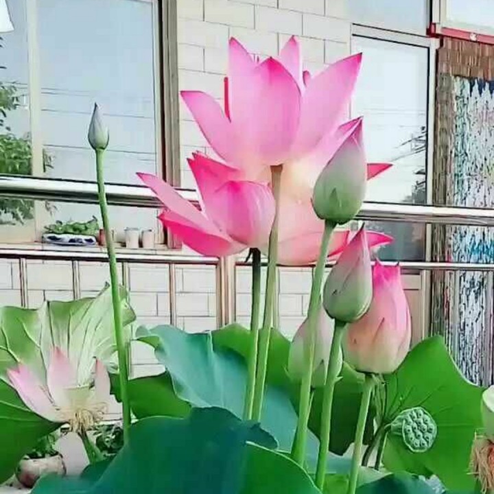 愿做菩萨那朵莲【亮靓制作】