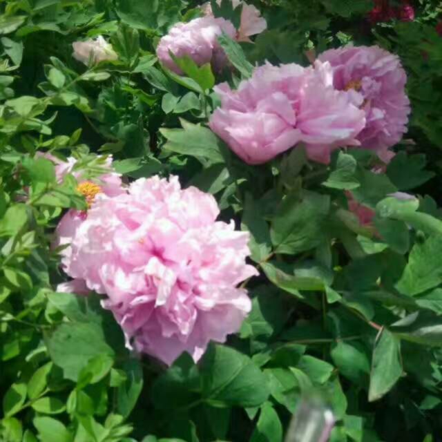 豫剧-【绣花女传奇】那一晚云遮月(伴奏)