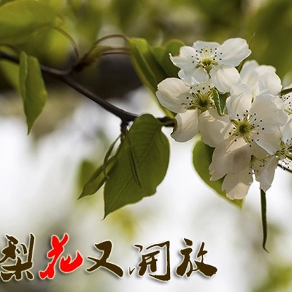 梨花又开放
