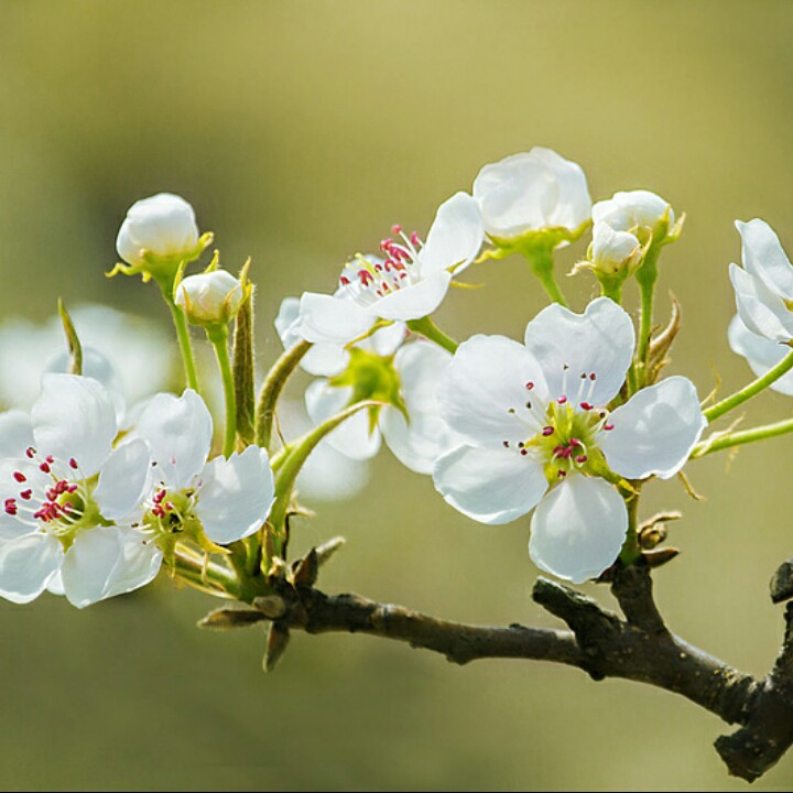 梨花飛情人淚