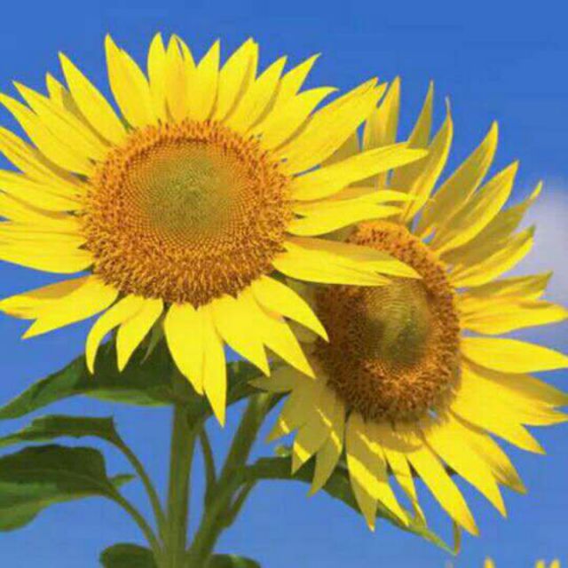 爱情36度8【箫遥制作】