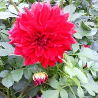 扬剧 五子哭坟 夫妻们紧相偎