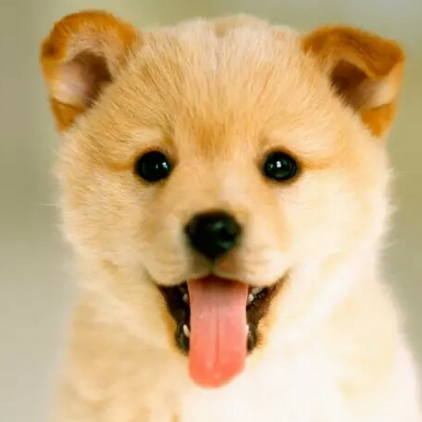 干就完了【dj】